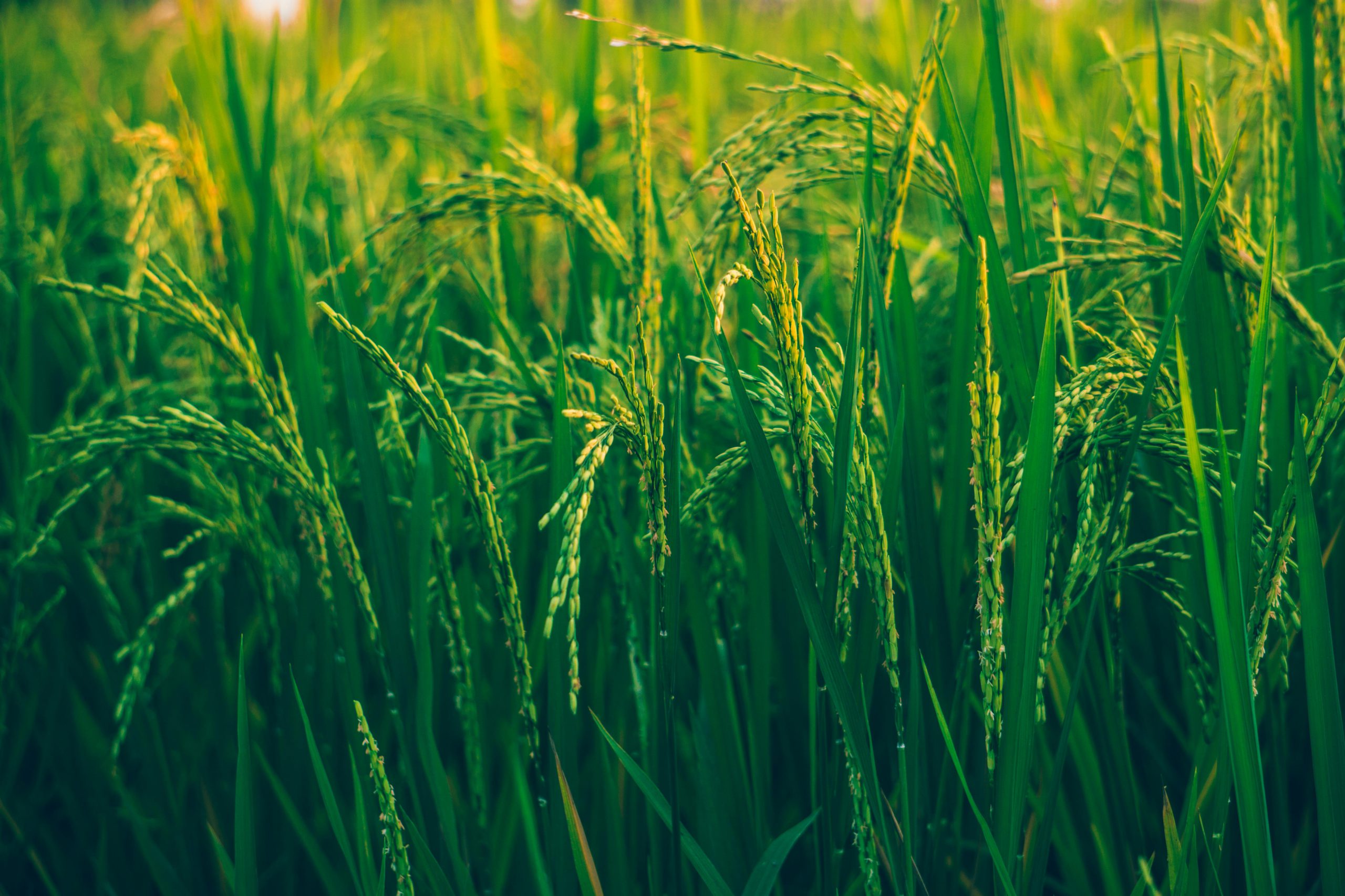 pexels-ashutoshsonwani-1509607 pexels-ashutoshsonwani-1509607